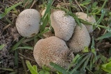 Lycoperdon pratense image