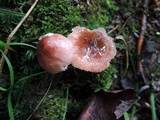 Russula uncialis image