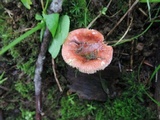 Russula uncialis image