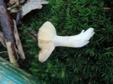 Russula uncialis image