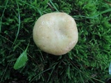 Russula xerampelina image