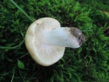 Russula xerampelina var. barlae image