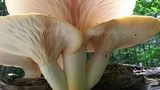 Pleurotus dryinus image