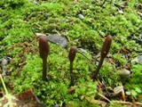 Elaphocordyceps ophioglossoides image