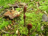 Elaphocordyceps ophioglossoides image