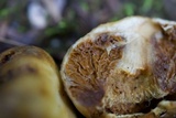 Cortinarius pinguis image