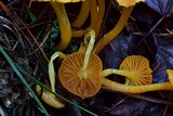 Hygrocybe reidii image