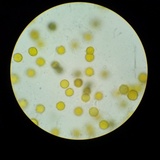 Hypomyces microspermus image