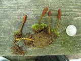 Elaphocordyceps ophioglossoides image