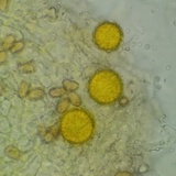Hypomyces microspermus image
