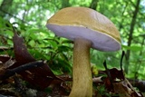 Tylopilus felleus image