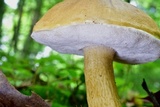 Tylopilus felleus image