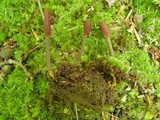 Elaphocordyceps ophioglossoides image