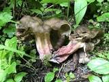 Gyromitra californica image