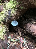 Mycena amicta image