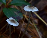 Mycena rubromarginata image
