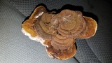 Ganoderma lobatum image