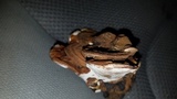 Ganoderma lobatum image