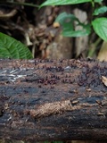 Ascocoryne trichophora image