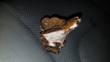 Ganoderma lobatum image