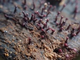 Ascocoryne trichophora image