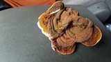 Ganoderma lobatum image
