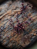 Ascocoryne trichophora image