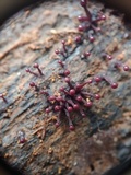 Ascocoryne trichophora image