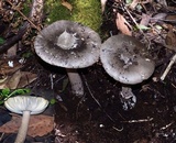 Amanita punctata image