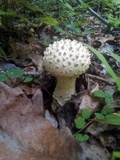 Amanita cokeri image