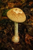 Amanita daucipes image