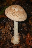 Amanita daucipes image