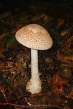 Amanita daucipes image