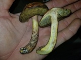 Leccinum rubropunctum image