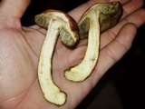 Leccinum rubropunctum image