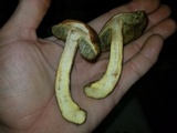 Leccinum rubropunctum image