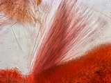 Ascocoryne trichophora image