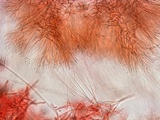 Ascocoryne trichophora image