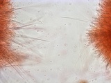 Ascocoryne trichophora image