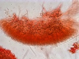 Ascocoryne trichophora image