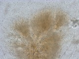 Ascocoryne trichophora image