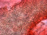 Ascocoryne trichophora image