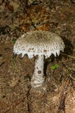 Amanita onusta image