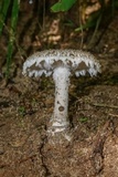Amanita onusta image