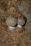 Amanita onusta image