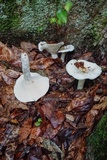 Lactarius piperatus image