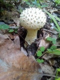 Amanita cokeri image