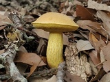 Boletus luridellus image