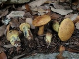 Boletus luridellus image