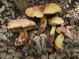 Pulchroboletus rubricitrinus image